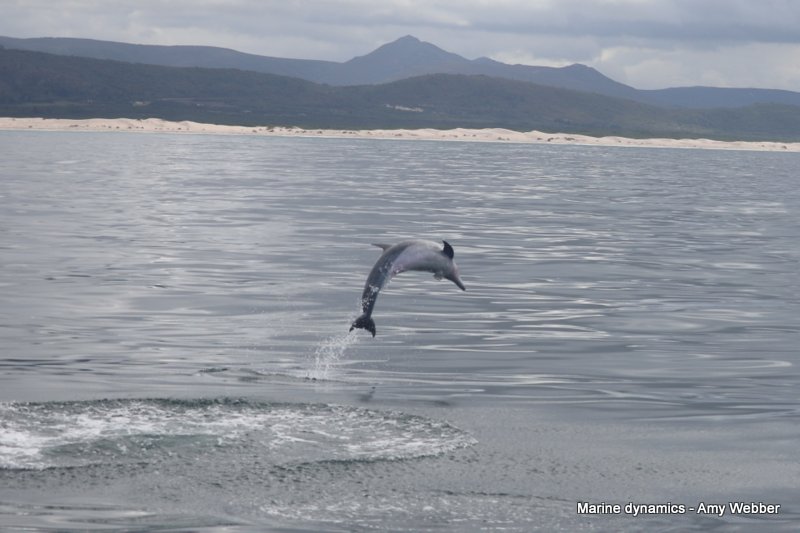 Bottlenose dolphin, South Africa